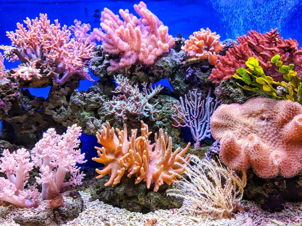 Coral reef in Vietnam